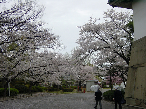 La fioritura dei ciliegi nel parco del Castello di Osaka