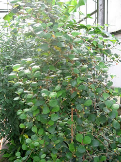 La pianta dei chiodi di garofano